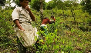 Bolivia fortalece su defensa contra la estigmatización del establishmen a uno de sus cultivos ancestrales. 