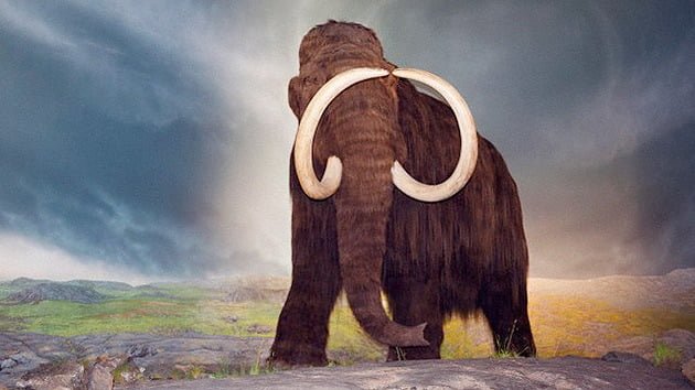 mamut