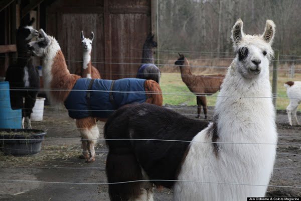 llama3