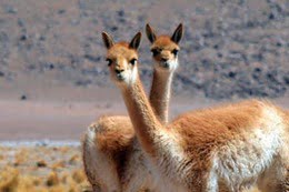 guanacos