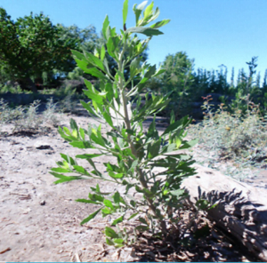  Tessaria absinthioides (pájaro bobo).