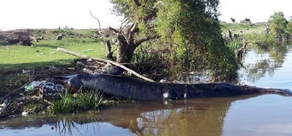 Los restos de la ballena hallados en el Río de la Plata fueron donados al  Museo de Ciencias Naturales de La Plata. Foto: Minuto Uno.