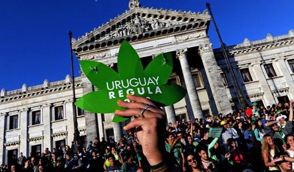 Uruguay avanza en la implementación de la legislación que legalizó la marihuana. Foto: Archivo