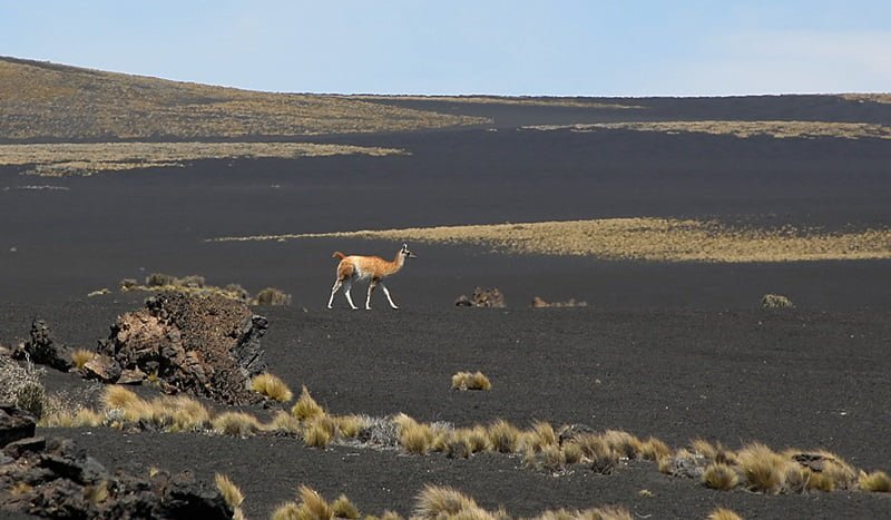 Mendoza  Malargue 25-10-14 Manejo sustentable de la esquila del guanaco silvestre , Ministro de Tierras y Ambiente Guillermo Elizalde