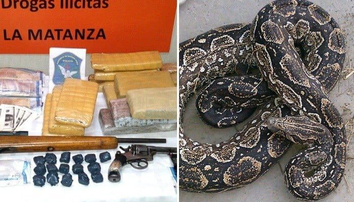 Operativo “anaconda verde”: secuestraron droga escondida en una cueva y "custodiada" por una víbora