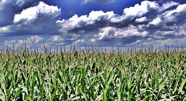 El Ministerio de Agricultura, Ganadería y Pesca estimó que se cosechará más soja y maíz que el año pasado