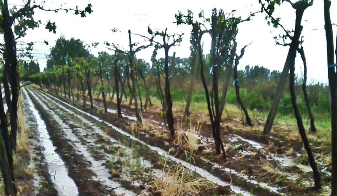 Los efectos del granizo se hicieron sentir en parrales y frutales, Foto: Twitter de Jorge Difonso, intendente de San Carlos