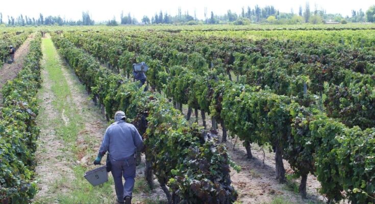 Cerró la paritaria vitivinícola: el sueldo inicial en la viña ronda el 60% del ingreso familiar mínimo para no ser pobre