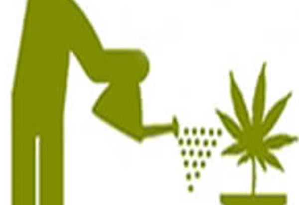 Cannabis medicinal: avanza la regulación para garantizar el autocultivo en Argentina