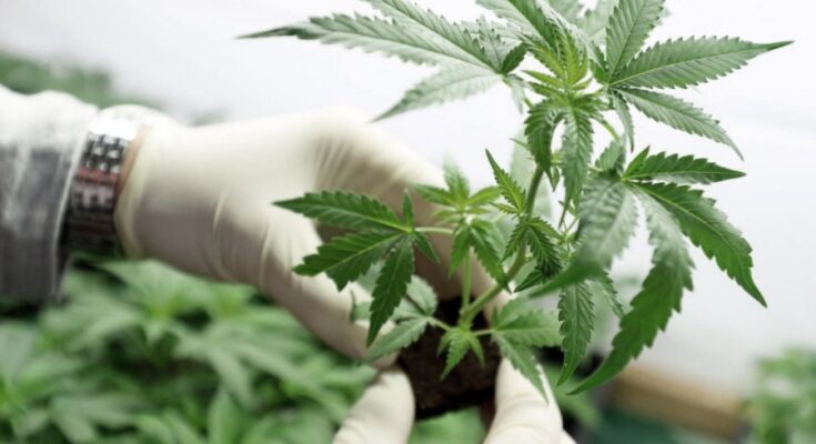 Crearon la categoría de productos vegetales a base de cannabis con fines terapéuticos