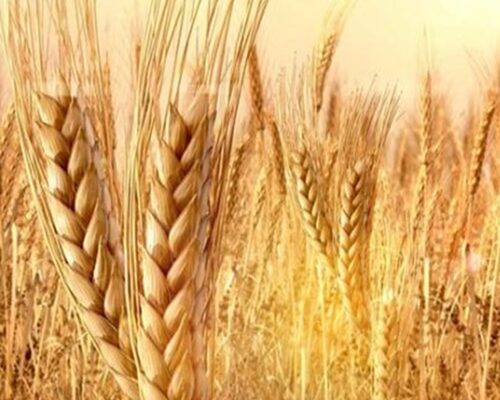 Crisis alimentaria: lo peor está por llegar