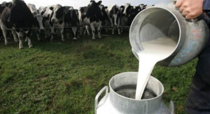 La producción de leche cayó 14,5% en el primer cuatrimestre